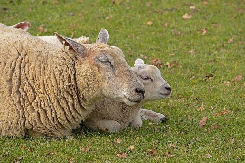 Ewe and lamb lying next to each other and recedles, portrait, sheep pasture, public footpath, Moreton-in-Marsh, Cotswolds, England, Great Britain