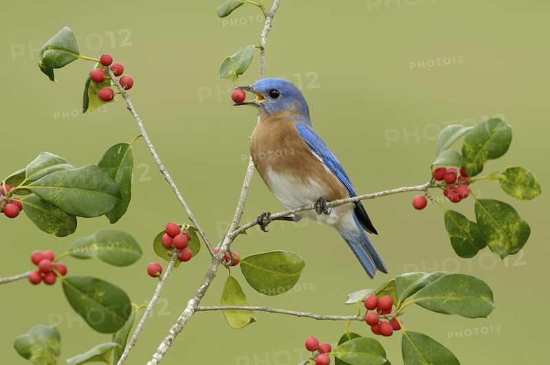 Eastern Bluebird (Sialia sialis), Texas, USA