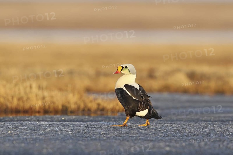 King Eider (Somateria spectabilis) male, Alaska, USA