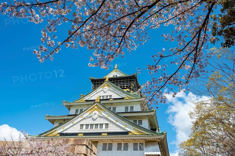 Osaka castle with blooming cherry trees in the park, Osaka Castle Park, Chuo-ku, Osaka, Japan