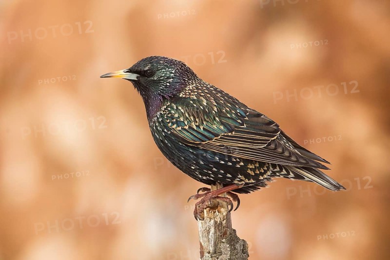 Common Starling (Sturnus vulgaris), Bavaria, Germany