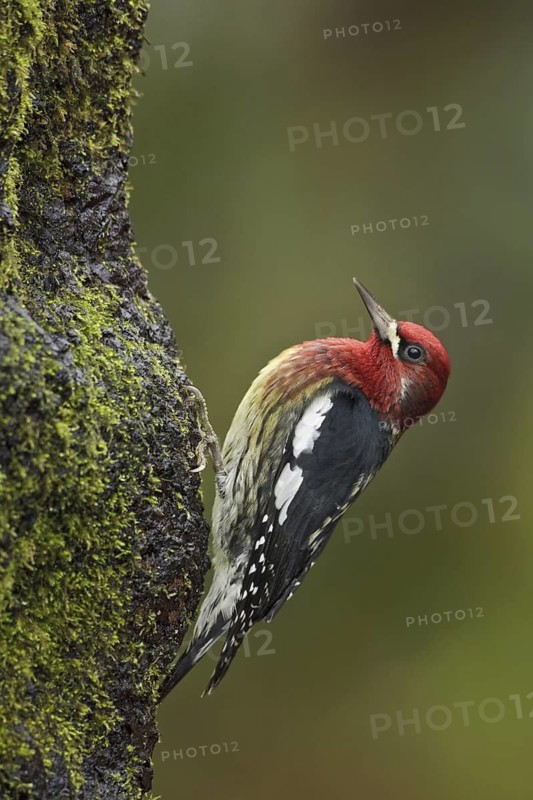 Red-breasted Sapsucker (Sphyrapicus ruber), British Columbia, Canada