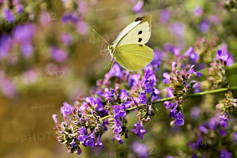 Small white (Pieris rapae), approaching the flower of catmint (Nepeta fassenii), Switzerland