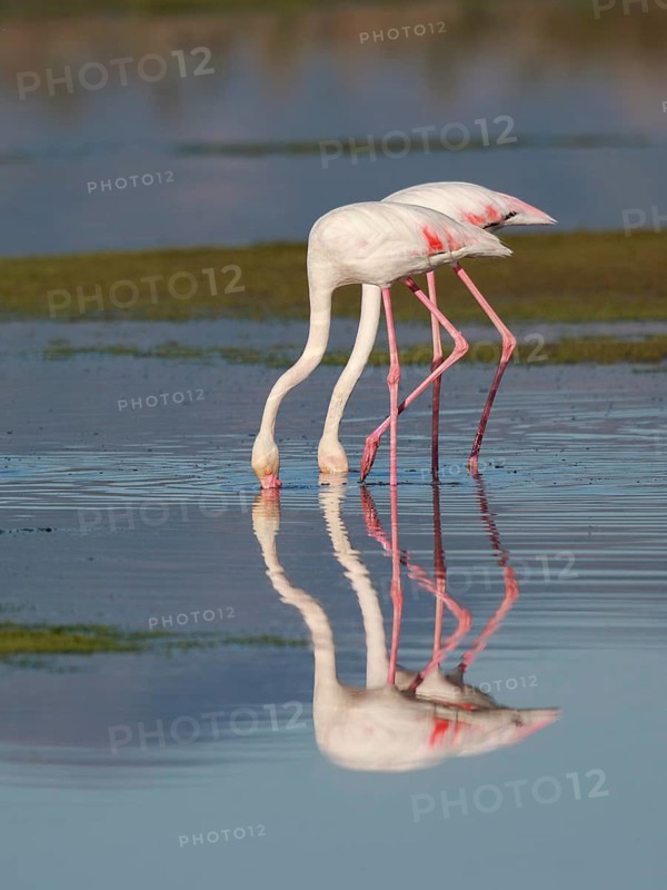 Greater Flamingo (Phoenicopterus roseus) foraging in shallow water, Greece