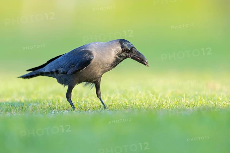 Glossy crow, (Corvus splendens), omnivore, genus of ravens and crows, corvids, Al Qurm Park, Muscat, Oman