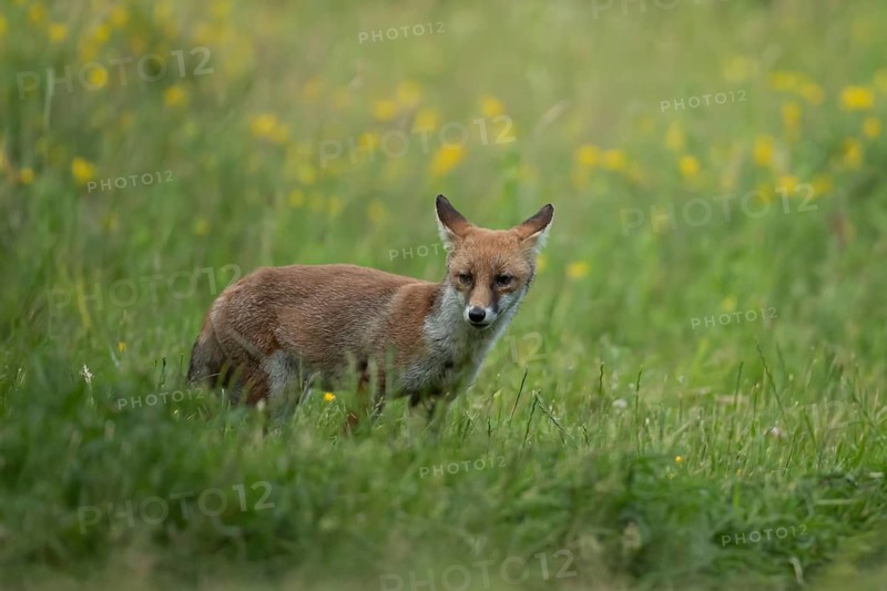 Red fox (Vulpes vulpes) juvenile baby cub animal in countryside grassland with wildflowers in summer, England, United Kingdom