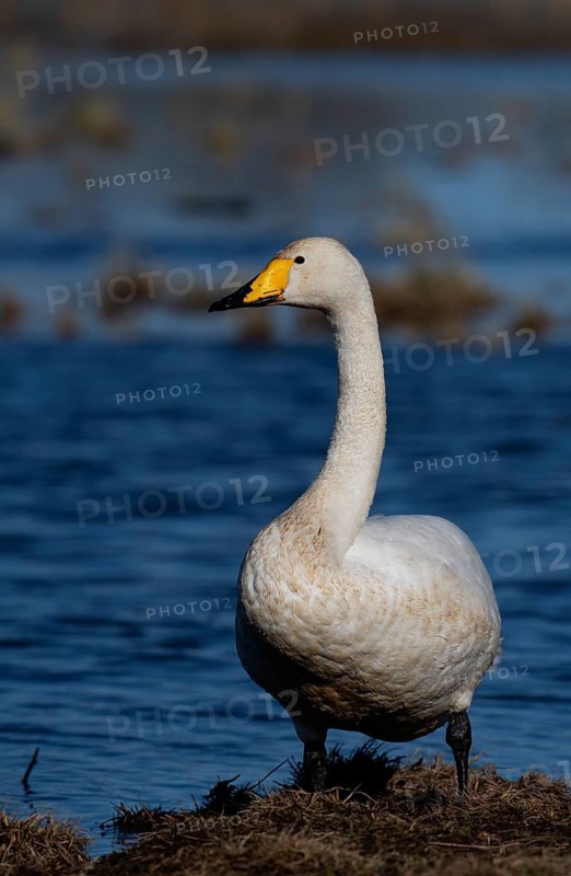 Whooper Swan, Sweden