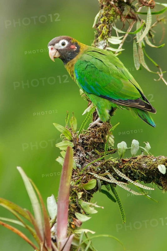 Brown-hooded Parrot (Pyrilia haematotis) perched on a branch in Costa Rica