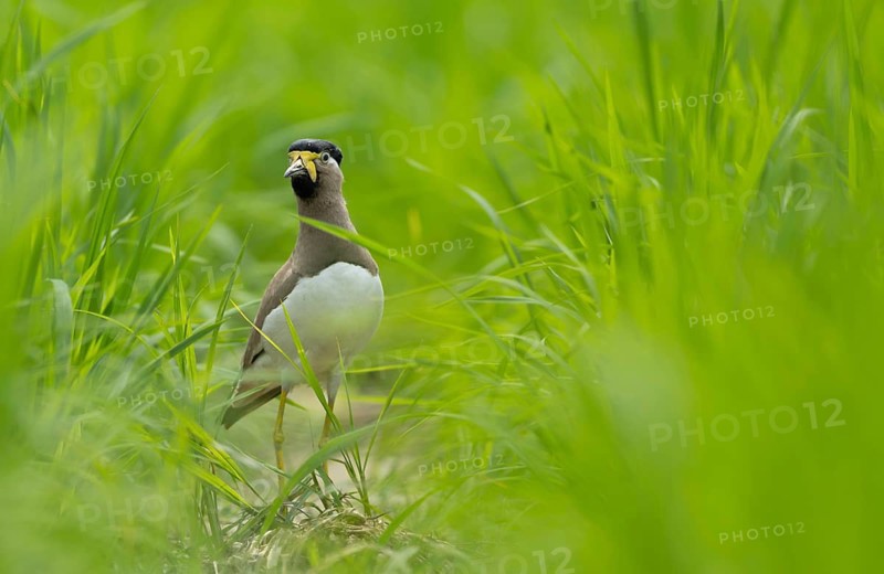 Yellow-wattled Lapwing (Vanellus malabaricus) standing alert in a lush green field, Sreepur, Gazipur, bangladesh