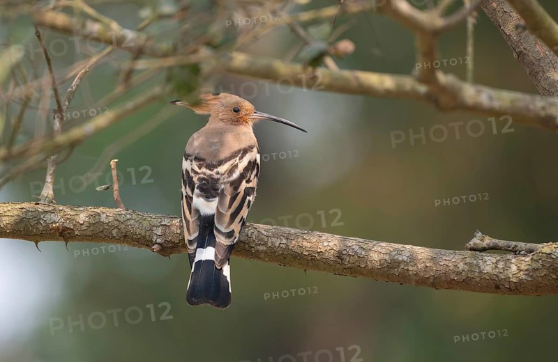 Eurasian hoopoe or common hoopoe (Upupa epops) on a tree branch, Sreepur, Gazipur, Bangladesh