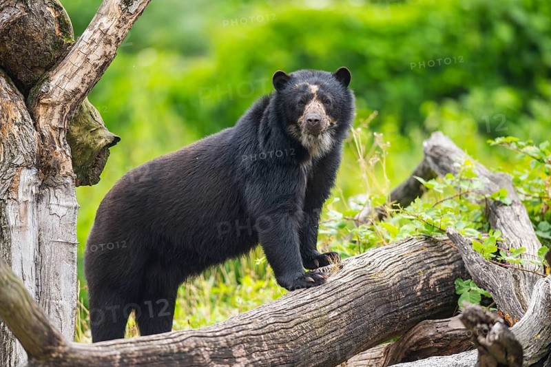 American black bear (Ursus americanus), climbing an old tree trunk, captive, Bavaria, Germany
