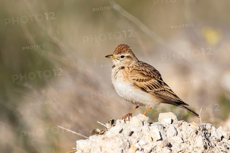 Greater Short-toed Lark (Calandrella brachydactyla) perched on a rock, Castile and Leon, Spain