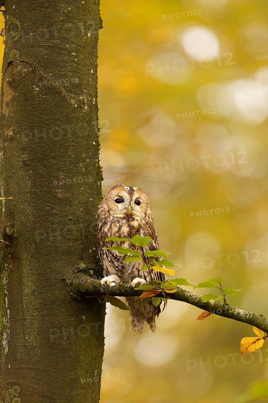 Tawny Owl (Strix aluco) captive, Baden-Wuerttemberg, Germany