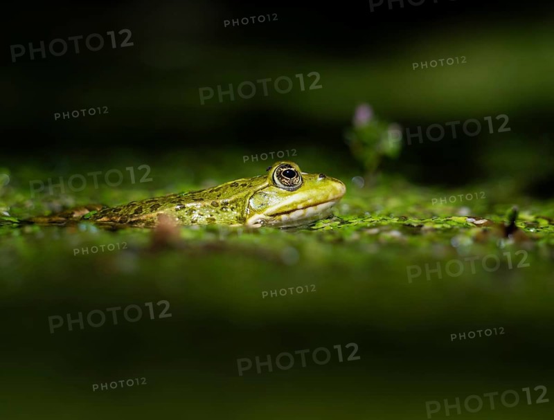 Green frog (Rana temporaria) with duckweed (Lemna), Zurich, Switzerland