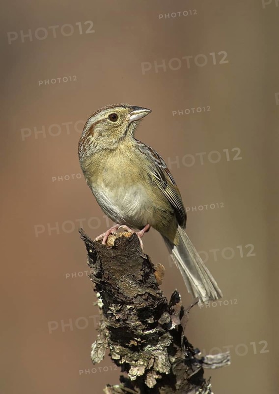 Bachman's Sparrow (Peucaea aestivalis), Florida, USA