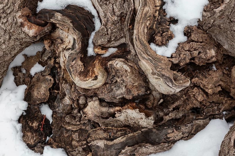 Close-up of exposed unusual shaped and twisted roots of large deciduous tree in winter like snow in early spring, Quebec, Canada