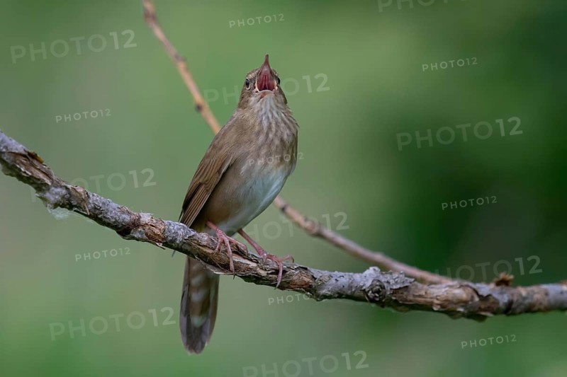River Warbler (Locustella fluviatilis) singing, Brandenburg, Germany