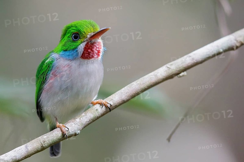 Cuban Tody (Todus multicolor) perched on a branch in Cuba
