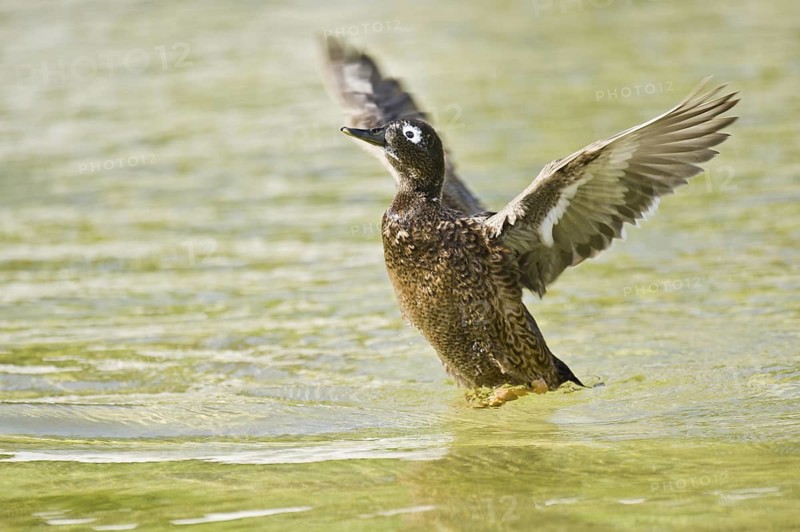 Laysan Duck (Anas laysanensis), Hawaii