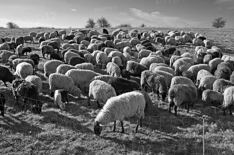 Sheep (Ovis gmelini aries), penned flock of sheep in the morning light on a pasture, Bentin, Mecklenburg-Vorpommern, Germany