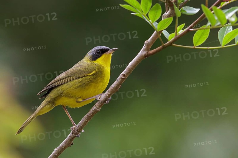 Masked Yellowthroat (Geothlypis aequinoctialis) perched on a branch in the Atlantic rainforest of southeast Brazil