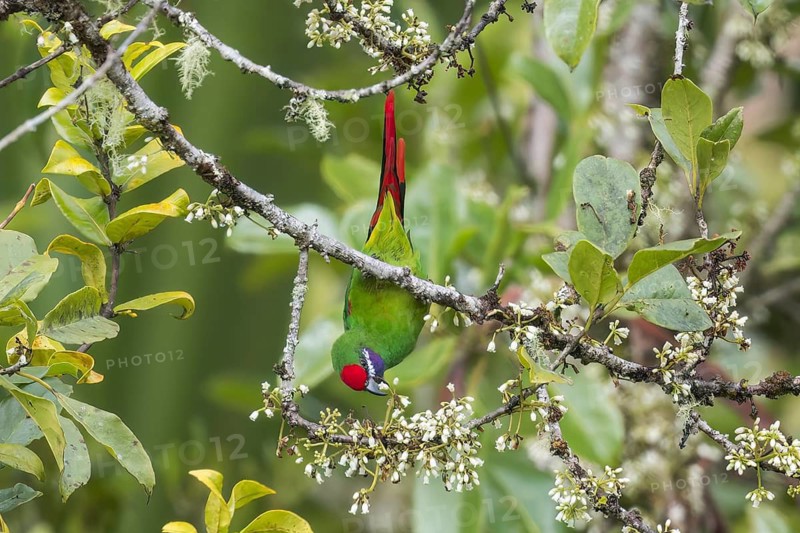 Plum-faced Lorikeet (Oreopsittacus arfaki) perched on a branch in Papua New Guinea