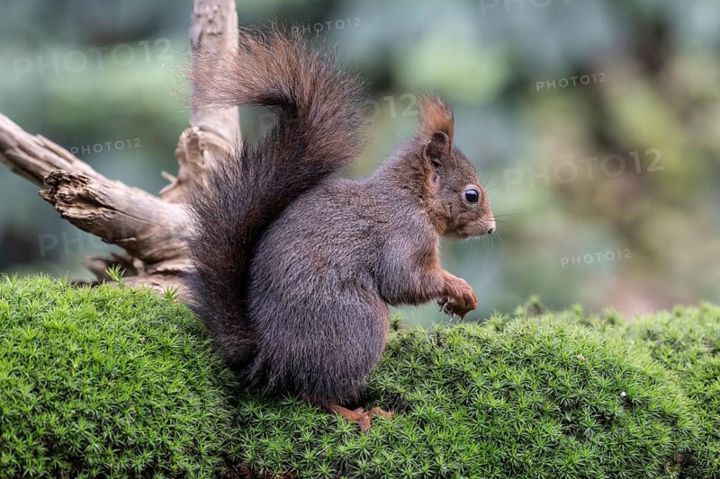 Squirrel (Sciurus vulgaris), Emsland, Lower Saxony, Germany