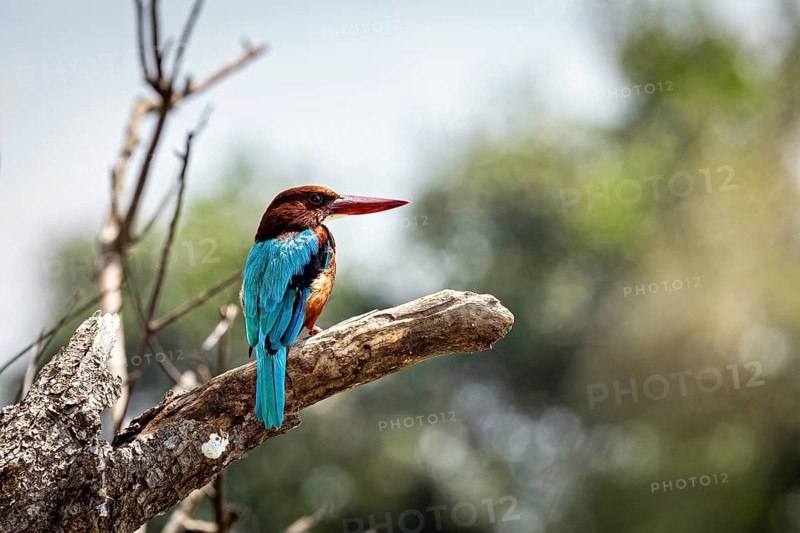 A kingfisher sits quietly on a branch in a natural environment, brown kingfisher also called white-throated kingfisher near Sigiriya in Sri Lanka (Halcyon smyrnensis)