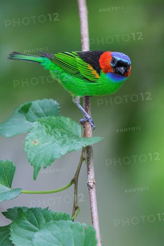 Red-necked Tanager (Tangara cyanocephala) perched on a branch in the Atlantic rainforest of southeast Brazil