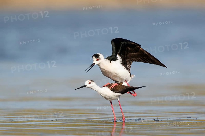 Black-winged Stilt (Himantopus himantopus) pair mating, Lesvos, Greece