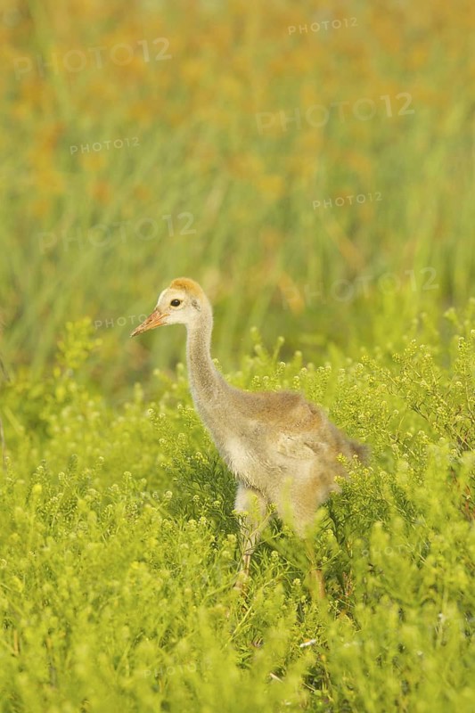 Sandhill Crane (Antigone canadensis) juvenile, Florida, USA