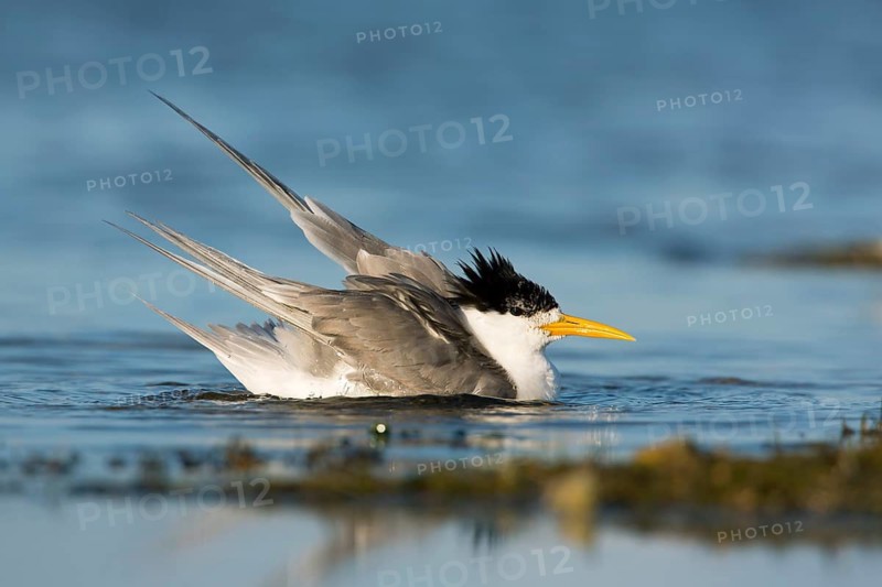 Greater Crested Tern (Thalasseus bergii) bathing, Victoria, Australia