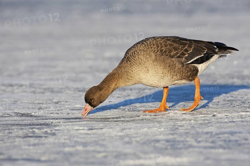 Greater White-fronted Goose (Anser albifrons) juvenile, Brandenburg, Germany