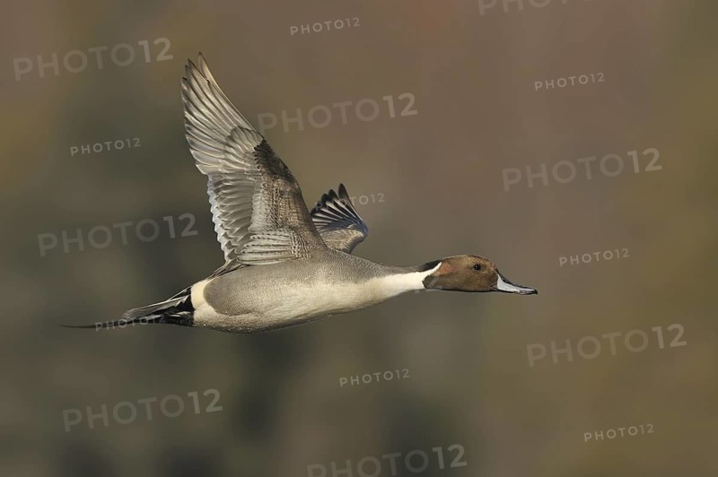 Northern Pintail (Anas acuta) male, British Columbia, Canada