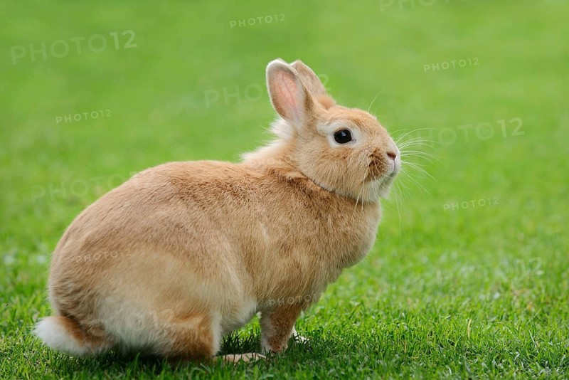 Dwarf rabbit (Oryctolagus cuniculus forma domestica) in a meadow, North Rhine-Westphalia, Germany