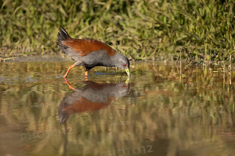 Black-tailed Crake (Porzana bicolor) foraging, Yunnan, China