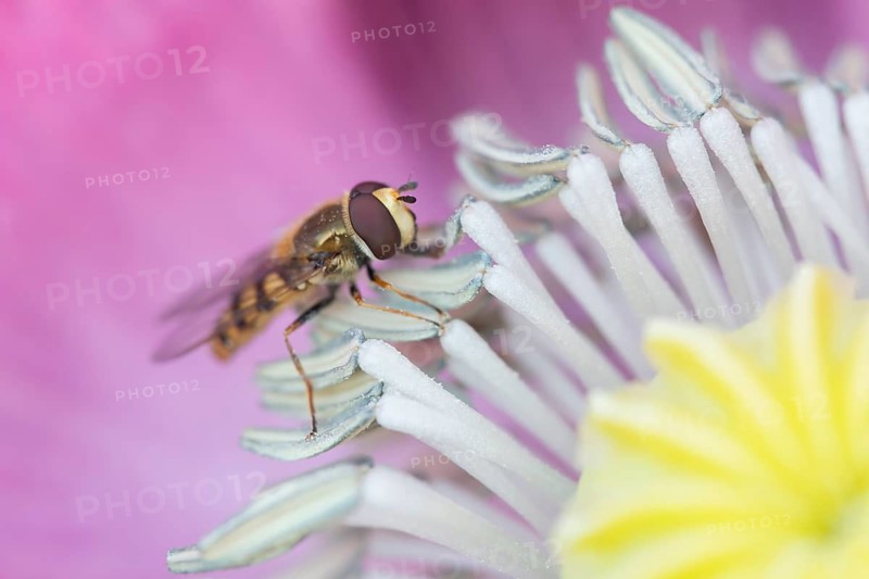 Common hoverfly (Eupeodes corollae) adult insect on a garden poppy flower in summer, Suffolk, England, United Kingdom