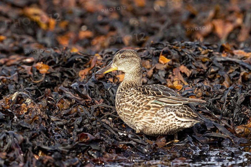 Eurasian Teal (Anas crecca) female foraging, Smaland, Sweden
