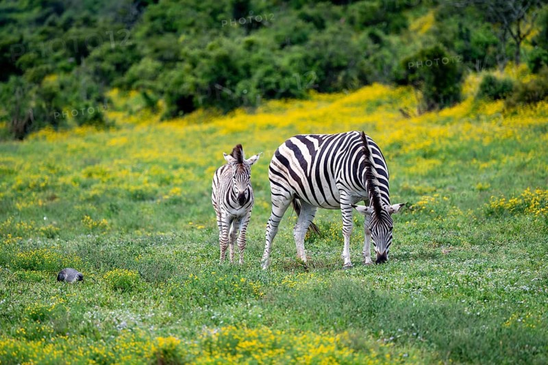 Burchell's zebra (Equus quagga burchelli) with foal standing in a flower meadow, Addo Elephant National Park, Eastern Cape, South Africa