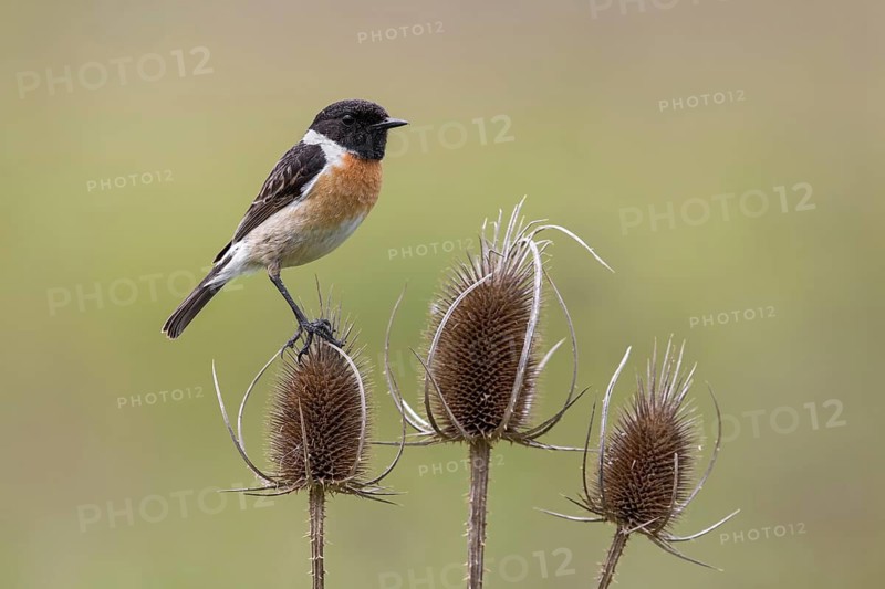 European Stonechat (Saxicola rubicola) male perched on Wild teasel (Dipsacus fullonum), Poland