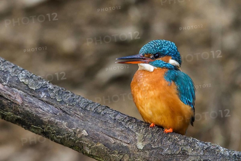 Kingfisher (Alcedo atthis) female, sitting room, Germany, Mecklenburg-Western Pomerania, Feldberger Lake District, Mecklenburg-Western Pomerania, Federal Republic of Germany