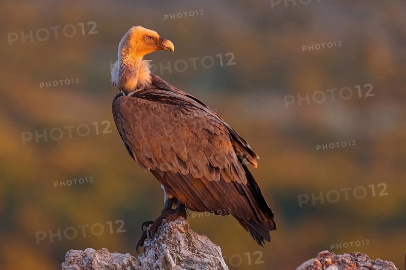 Griffon Vulture, Eurasian Griffon Vulture, Griffon Vulture, Eurasian Griffon, (Gyps fulvu), Vautour fauve, Buitre Leonado, Hides De Calera / Valley Hide, Calera Y Chozas, Castilla La Mancha / Toledo, Spain