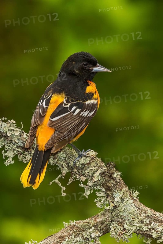 Baltimore Oriole (Icterus galbula) male perched on a branch, Texas, USA