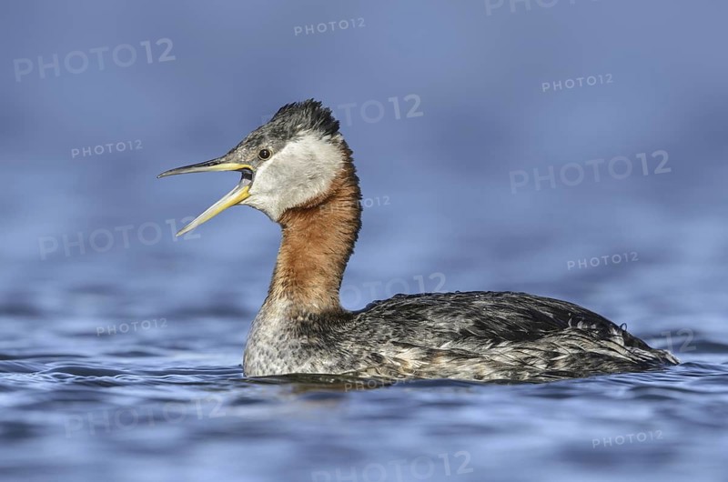 Red-necked Grebe (Podiceps grisegena) calling, Alaska, USA