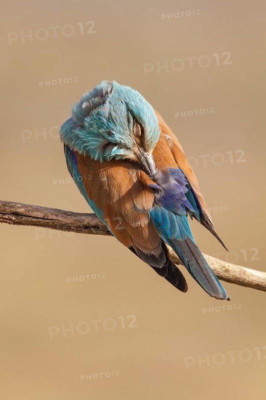 European Roller (Coracias garrulus), perched on a branch preening, Castile-La Mancha