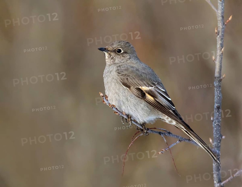 A Townsend's Solitaire, Myadestes townsendsi, perched on a branch at Holiday Park, Saskatoon, Canada
