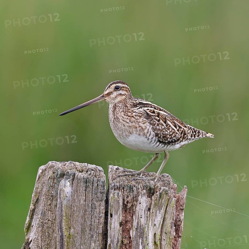 Snipe (Gallinago gallinago), standing on fence post of a pasture, on moorland, snipe birds, wildlife, nature photography, Ochsenmoor, Naturpark Dümmer See, Hüde, Lower Saxony, Germany