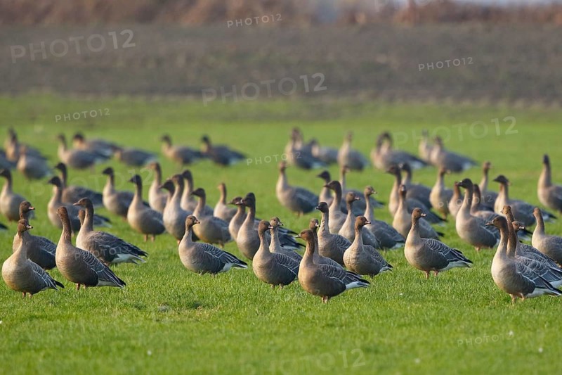 Pink-footed Goose (Anser brachyrhynchus), Netherlands