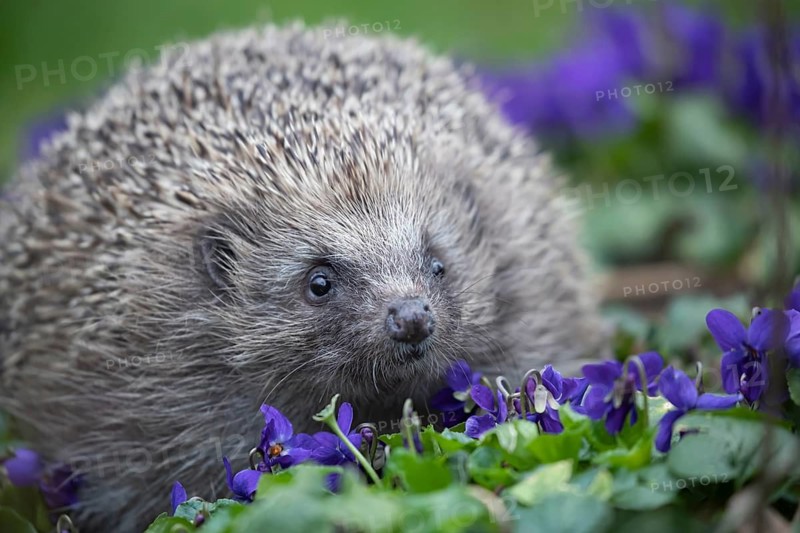 European hedgehog (Erinaceus europaeus) adult animal wandering over flowering Common dog violets (Viola riviniana) in a garden in springtime, Suffolk, England, United Kingdom