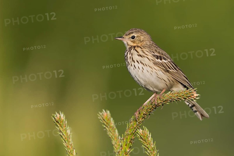 Tree Pipit - Baumpieper - Anthus trivialis ssp. trivialis, Russia